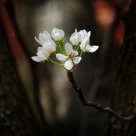 Blossoms on a Twig